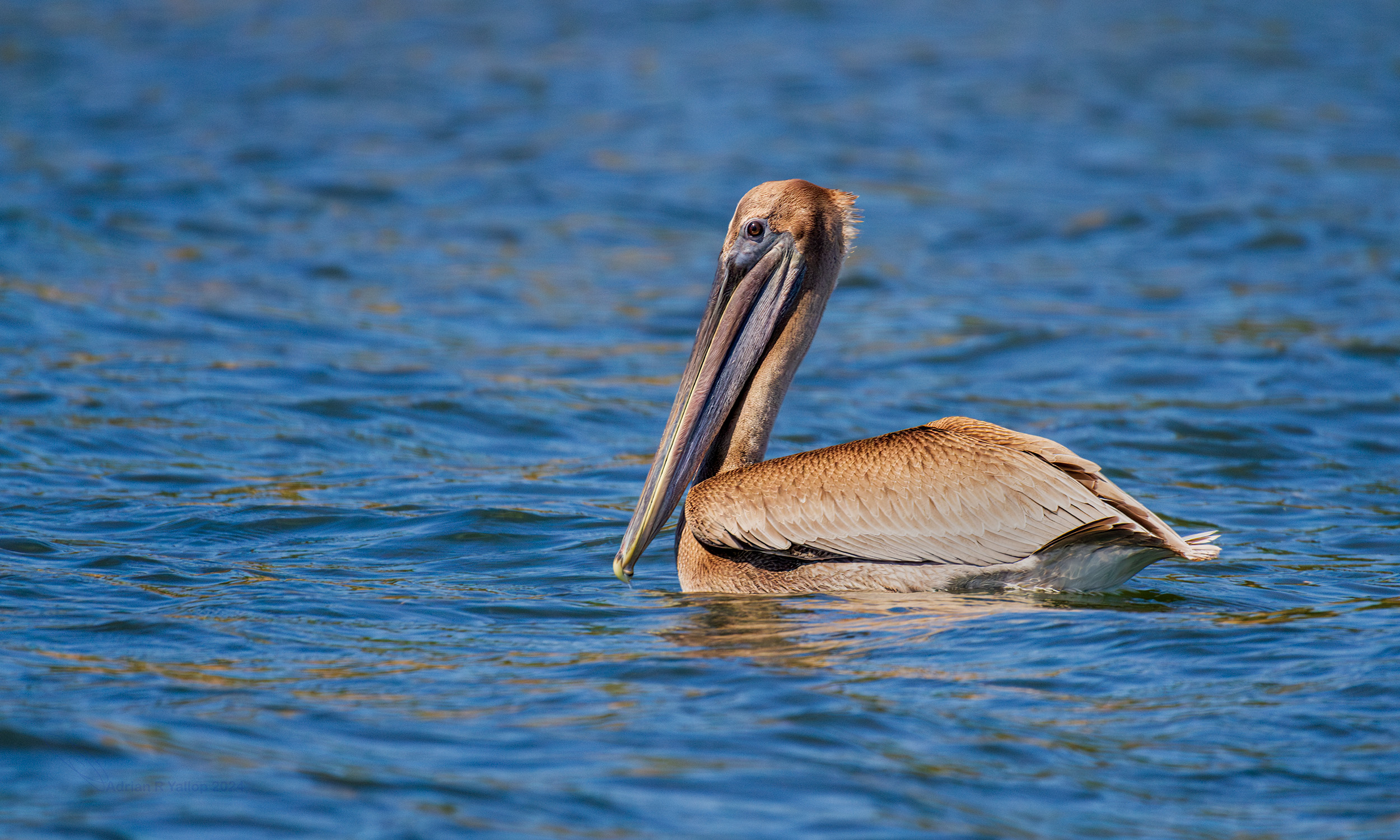  american Brown pelican 